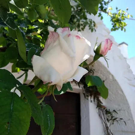 Trulli La Casa Di Rosa Αλμπερομπέλο