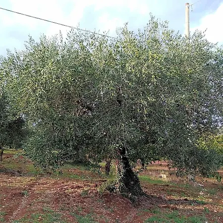 Nocleg ze śniadaniem Trulli La Casa Di Rosa Alberobello