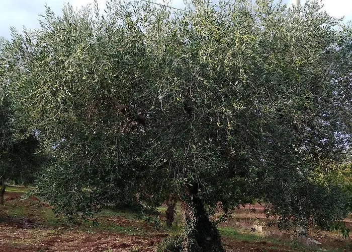 Trulli La Casa Di Rosa 3*